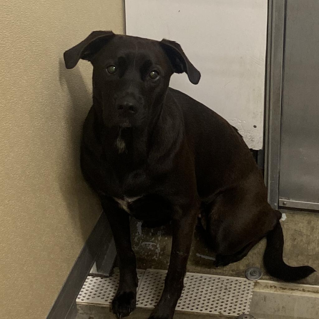 Enlarge Izzy, a Adoptable mixed breed in Columbus, OH image 5/6