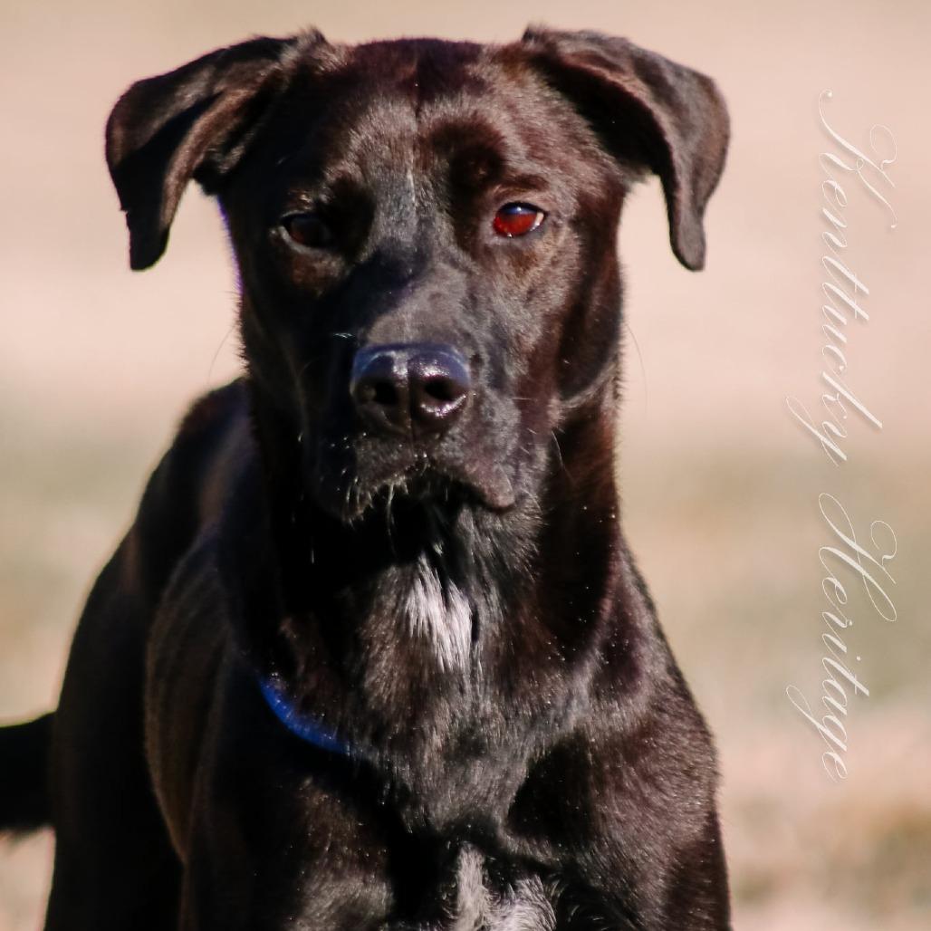 Enlarge Izzy, a Adoptable mixed breed in Columbus, OH image 6/6