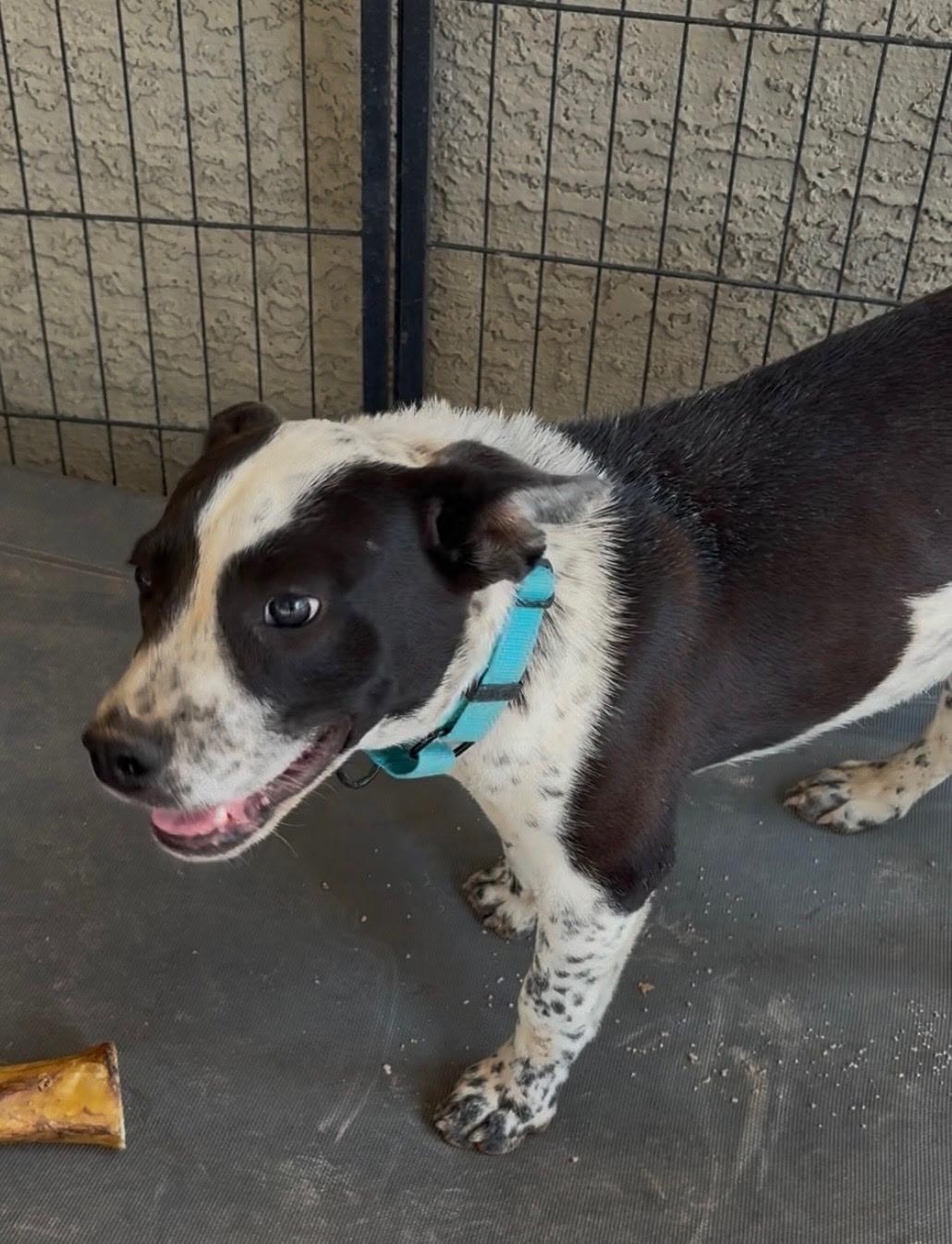 Schroeder, Adoptable, Young Male Australian Cattle Dog / Blue Heeler & Border Collie.
