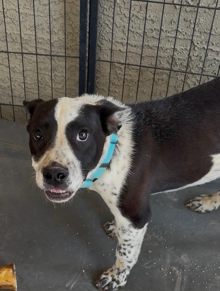 Enlarge Schroeder, a Adoptable mixed breed in Tucson, AZ image 2/6
