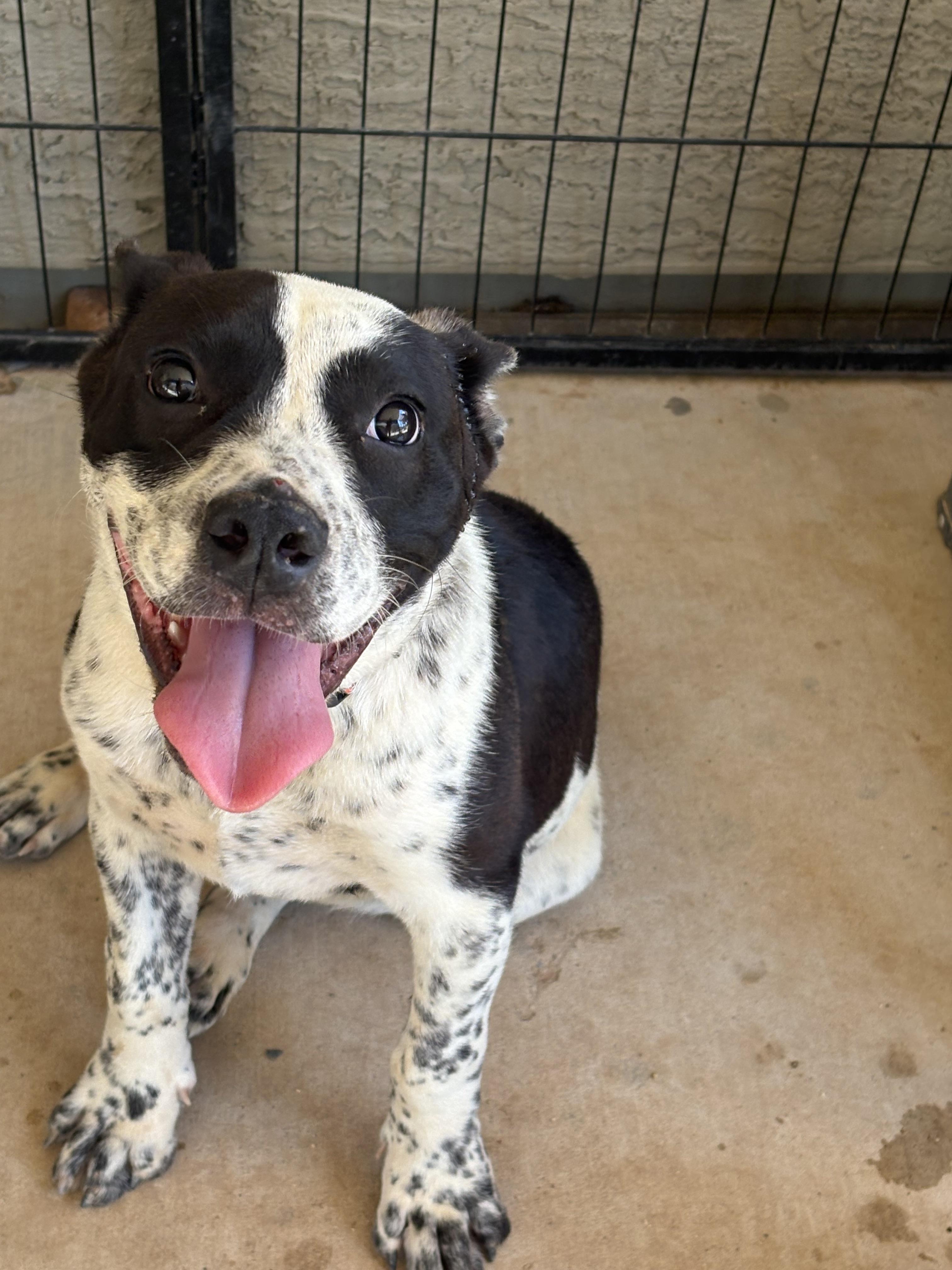 Enlarge Schroeder, a Adoptable mixed breed in Tucson, AZ image 3/6