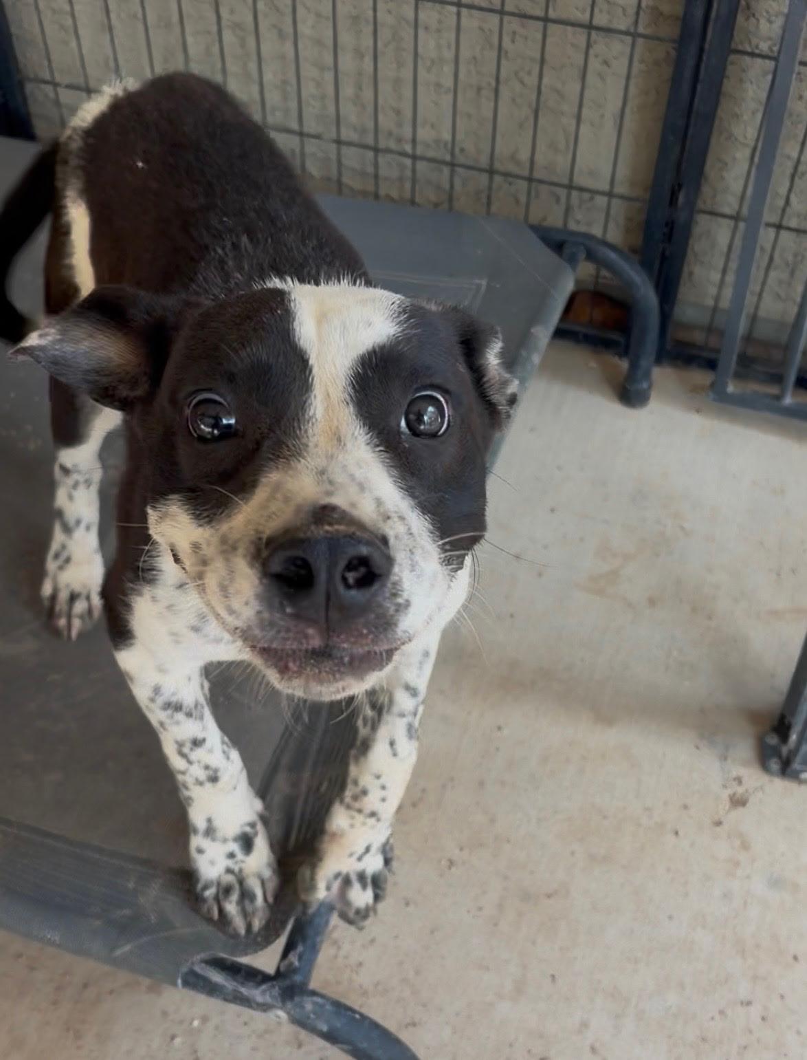 Enlarge Schroeder, a Adoptable mixed breed in Tucson, AZ image 4/6