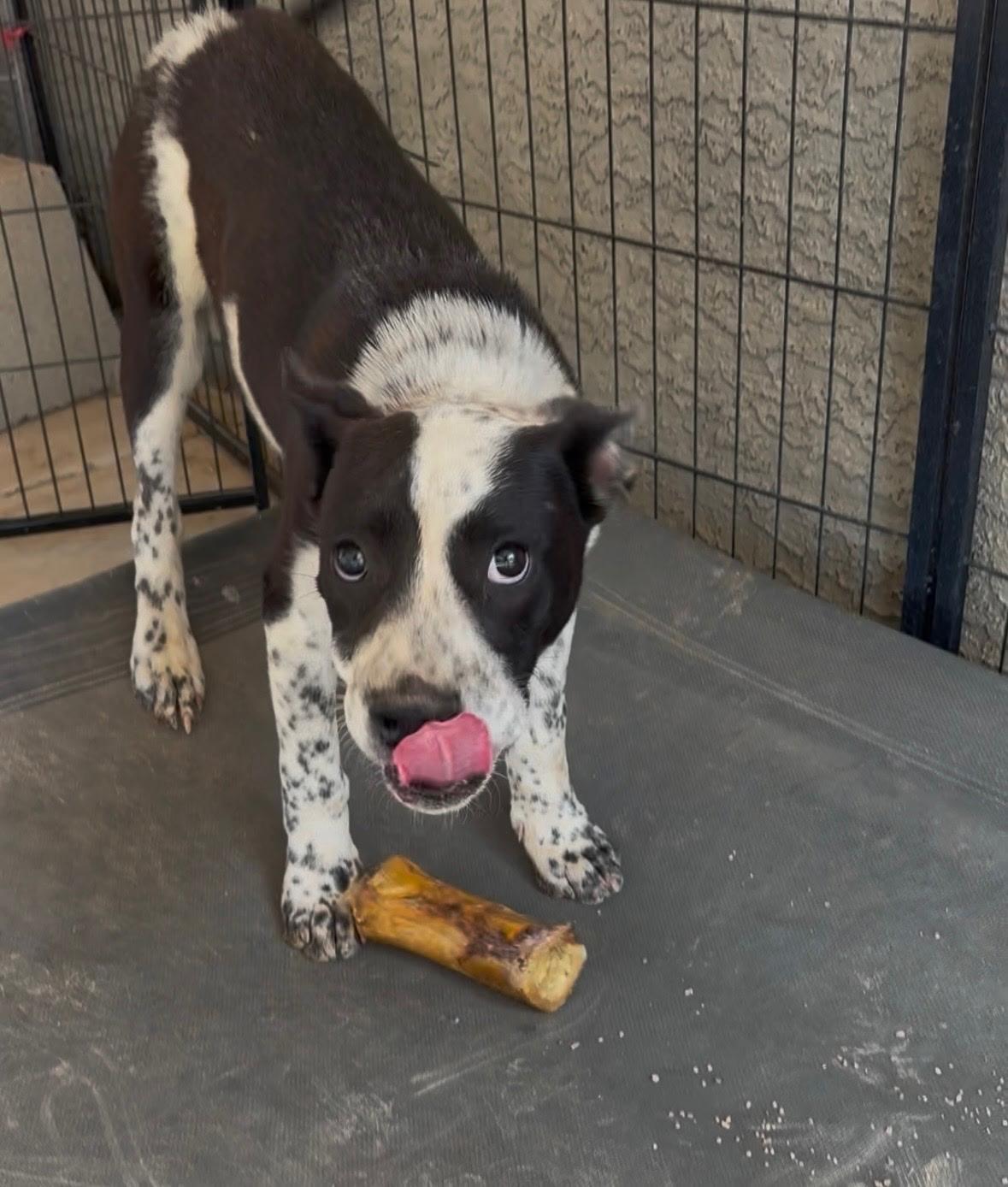 Enlarge Schroeder, a Adoptable mixed breed in Tucson, AZ image 5/6