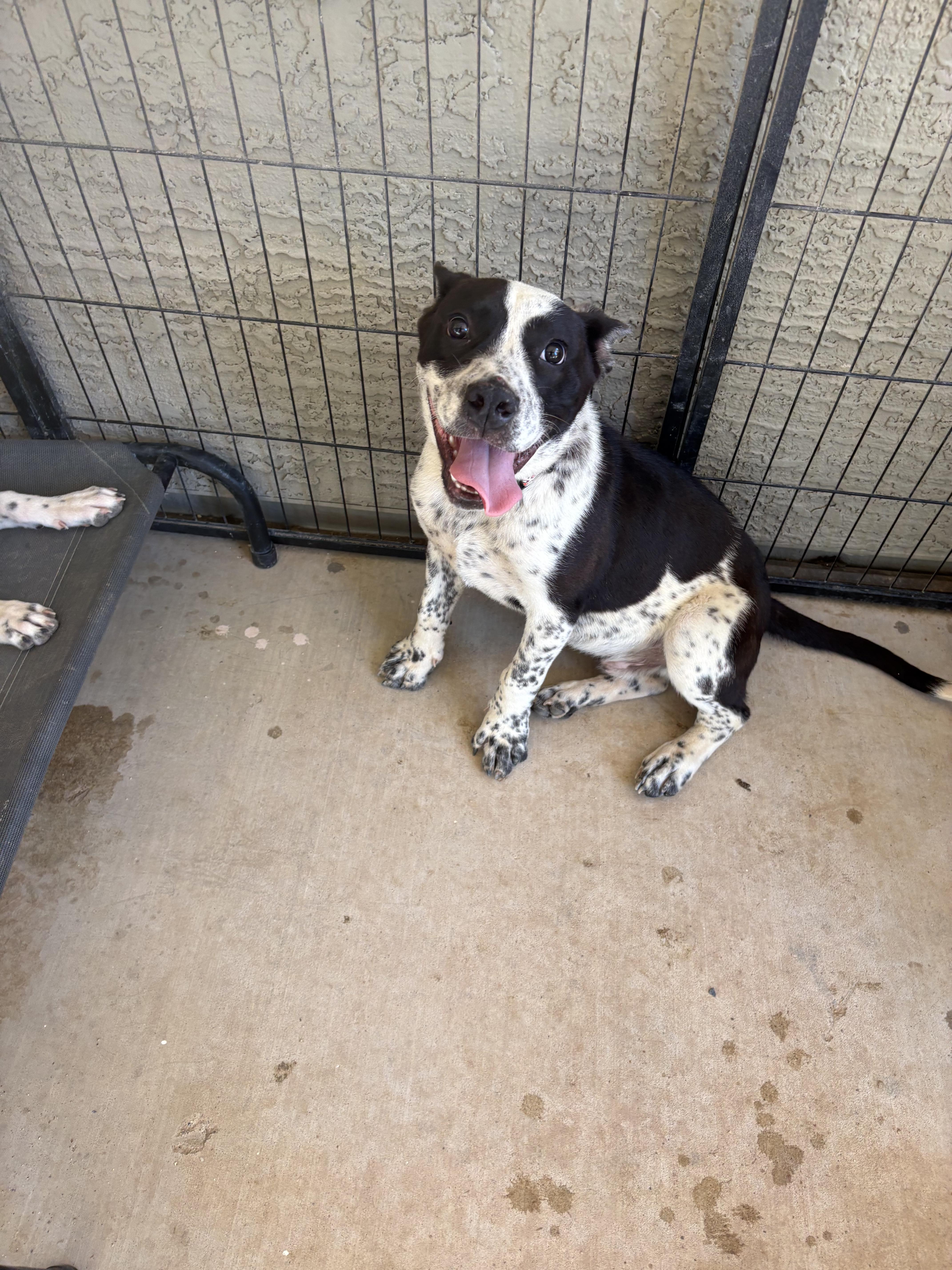 Enlarge Schroeder, a Adoptable mixed breed in Tucson, AZ image 6/6