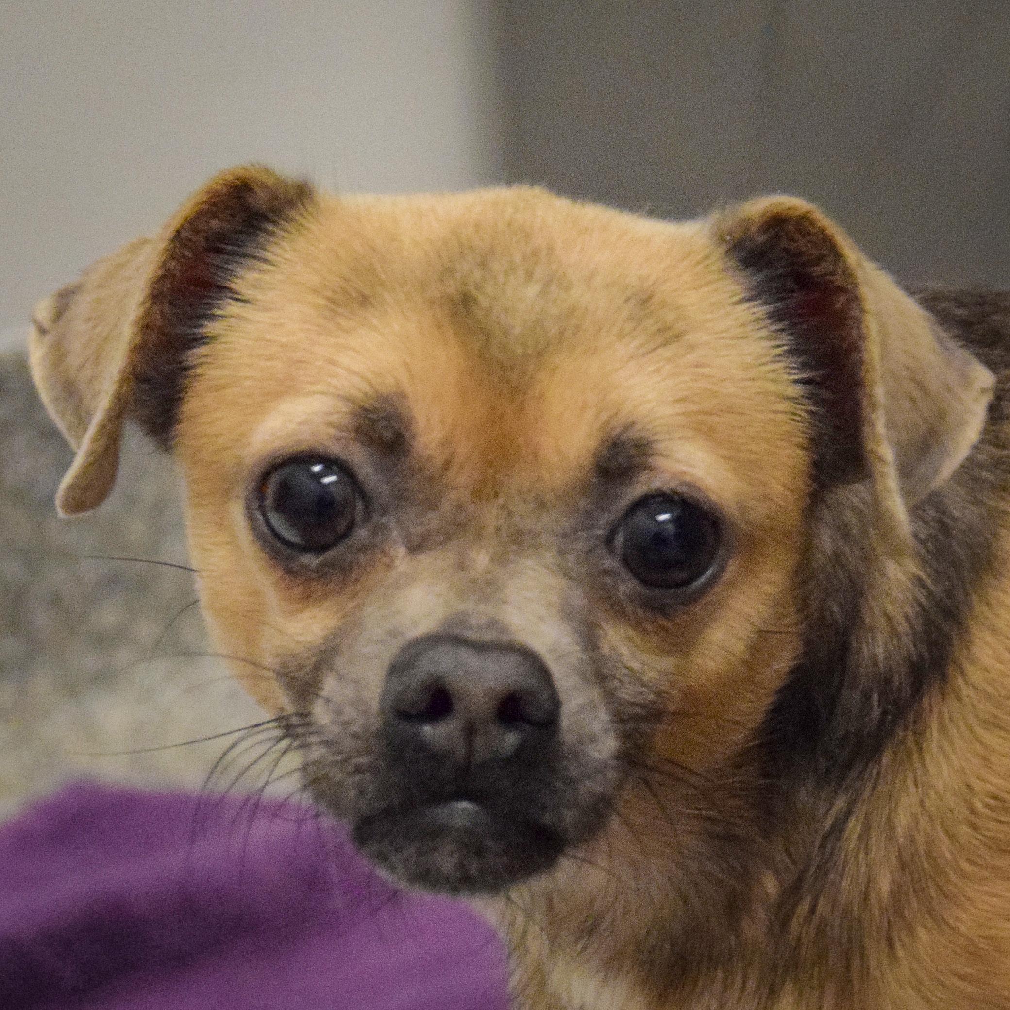 Enlarge Zia, a Adoptable mixed breed in Huntley, IL image 1/6