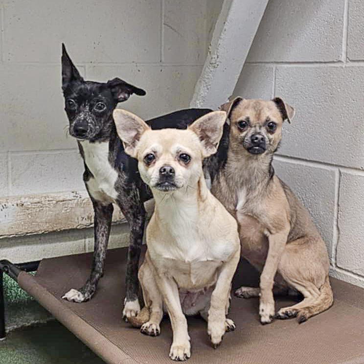 Enlarge Zia, a Adoptable mixed breed in Huntley, IL image 6/6