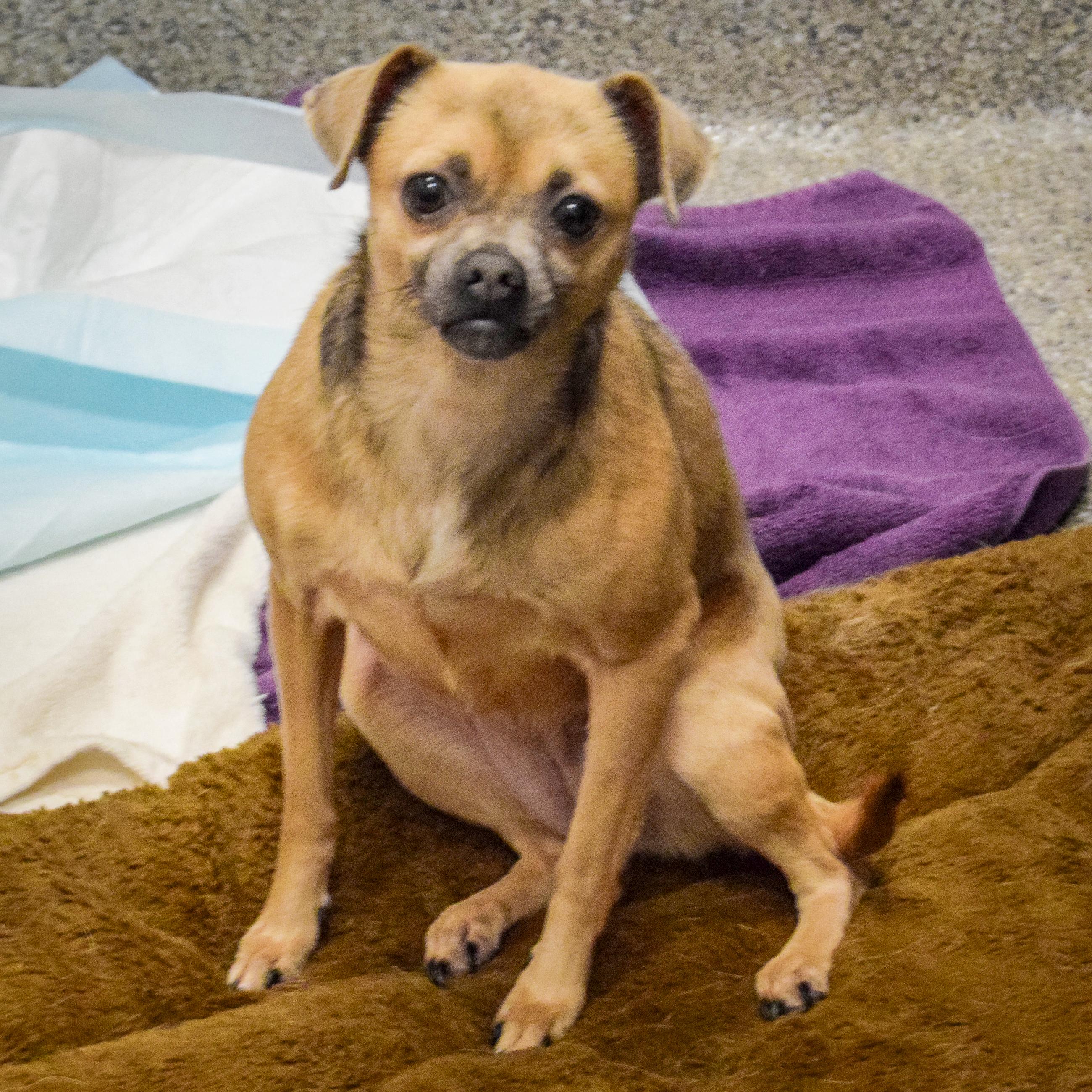 Enlarge Zia, a Adoptable mixed breed in Huntley, IL image 4/6