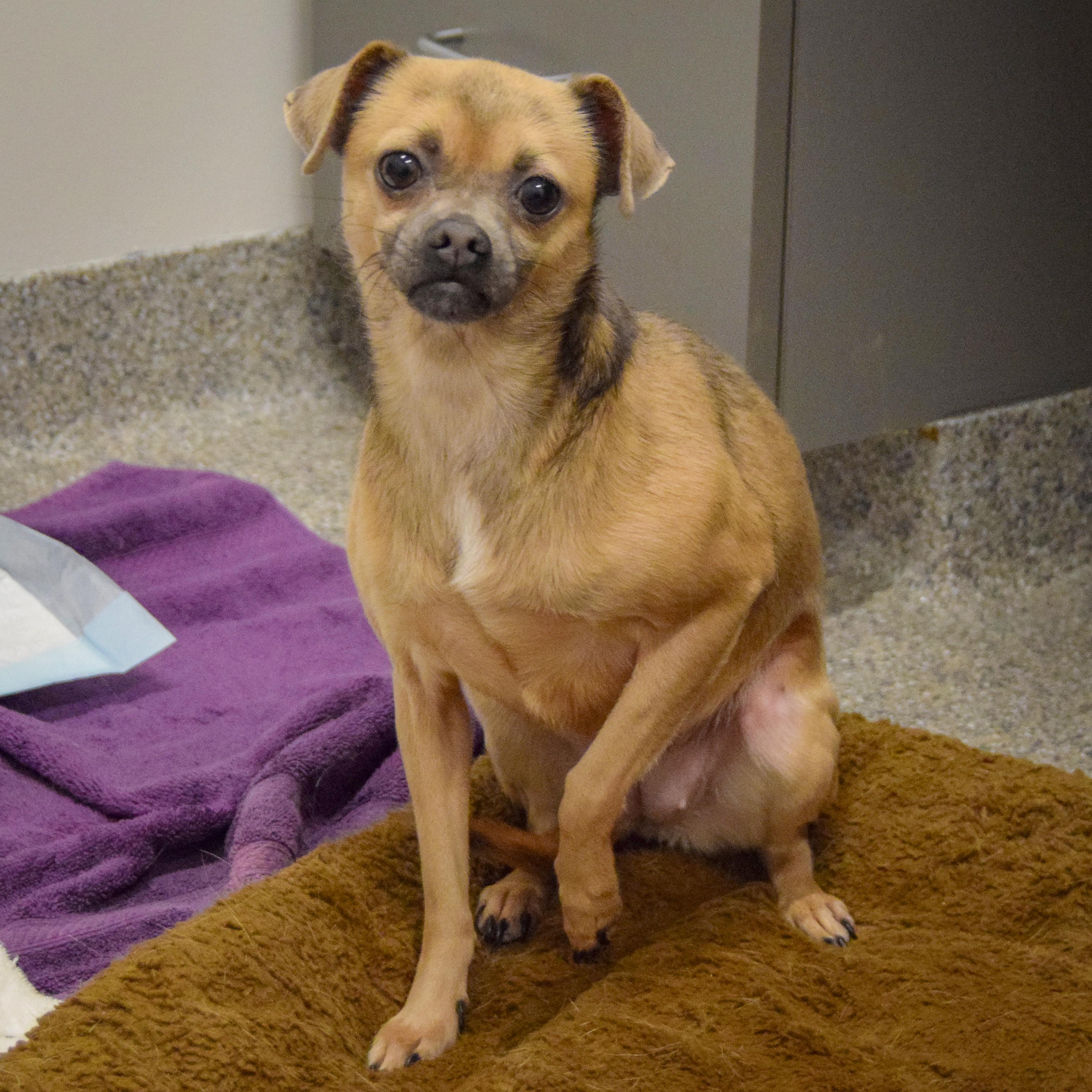 Enlarge Zia, a Adoptable mixed breed in Huntley, IL image 3/6