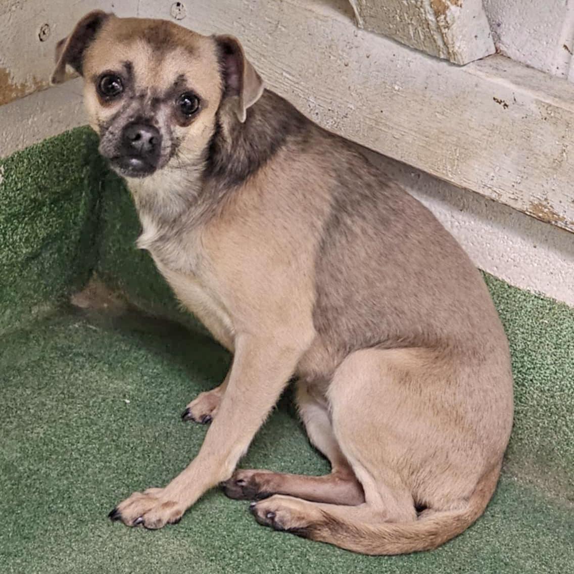 Enlarge Zia, a Adoptable mixed breed in Huntley, IL image 5/6