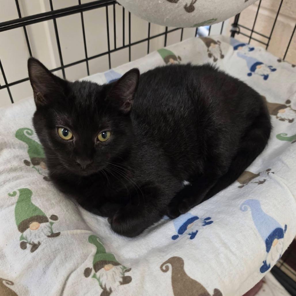 Gomez, Adoptable, Kitten Female Domestic Short Hair.