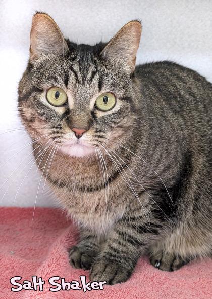 Salt Shaker, Adoptable, Adult Female Domestic Short Hair & Domestic Short Hair.