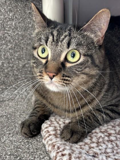 Salt Shaker, Adoptable, Adult Female Domestic Short Hair & Domestic Short Hair.