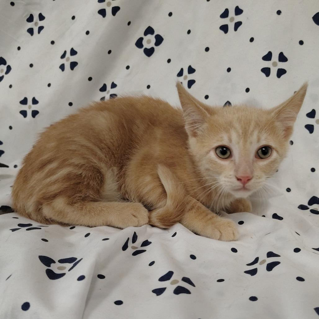 Enlarge Blondie, a Adoptable Domestic Short Hair in Coos Bay, OR image 1/2