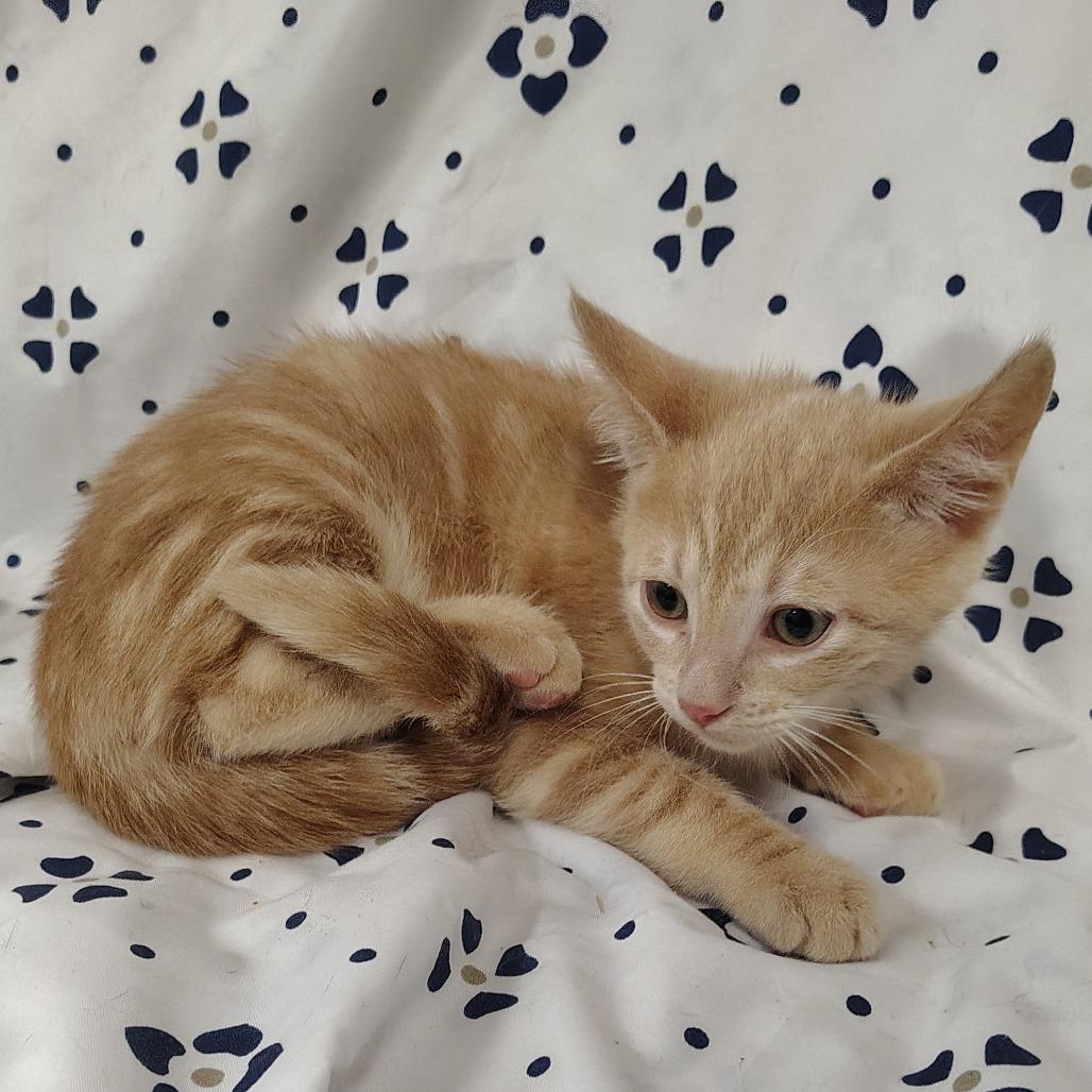 Enlarge Blondie, a Adoptable Domestic Short Hair in Coos Bay, OR image 2/2