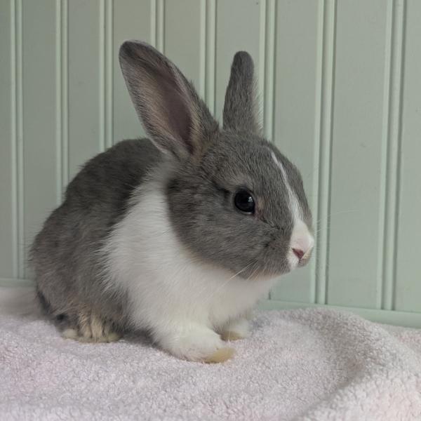 Enlarge Parsnip, a Adoptable mixed breed in Kalamazoo, MI image 2/4
