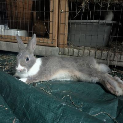Enlarge Parsnip, a Adoptable mixed breed in Kalamazoo, MI image 4/4