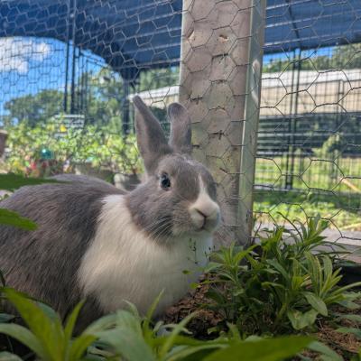 Parsnip, Adoptable, Young Female Dutch & Bunny Rabbit.