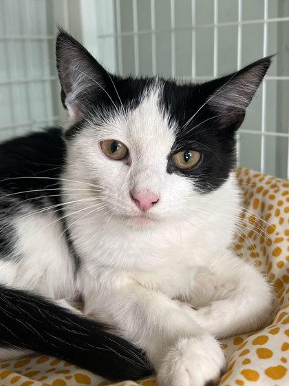 Meowzart, Adoptable, Kitten Male Domestic Short Hair & Domestic Short Hair.
