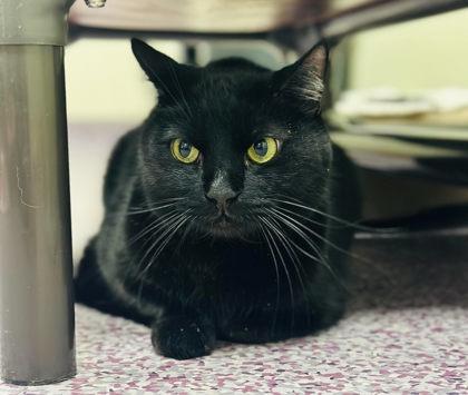 Faith — thumbnail 2