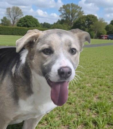 Grim, Adoptable, Adult Female Mixed Breed.