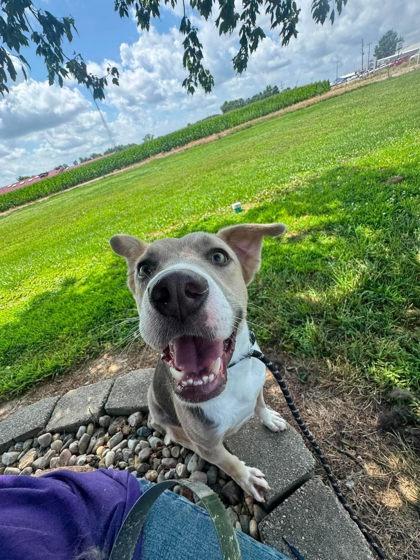 Grim, a Adoptable Mixed Breed in Sullivan, IN image 2/2