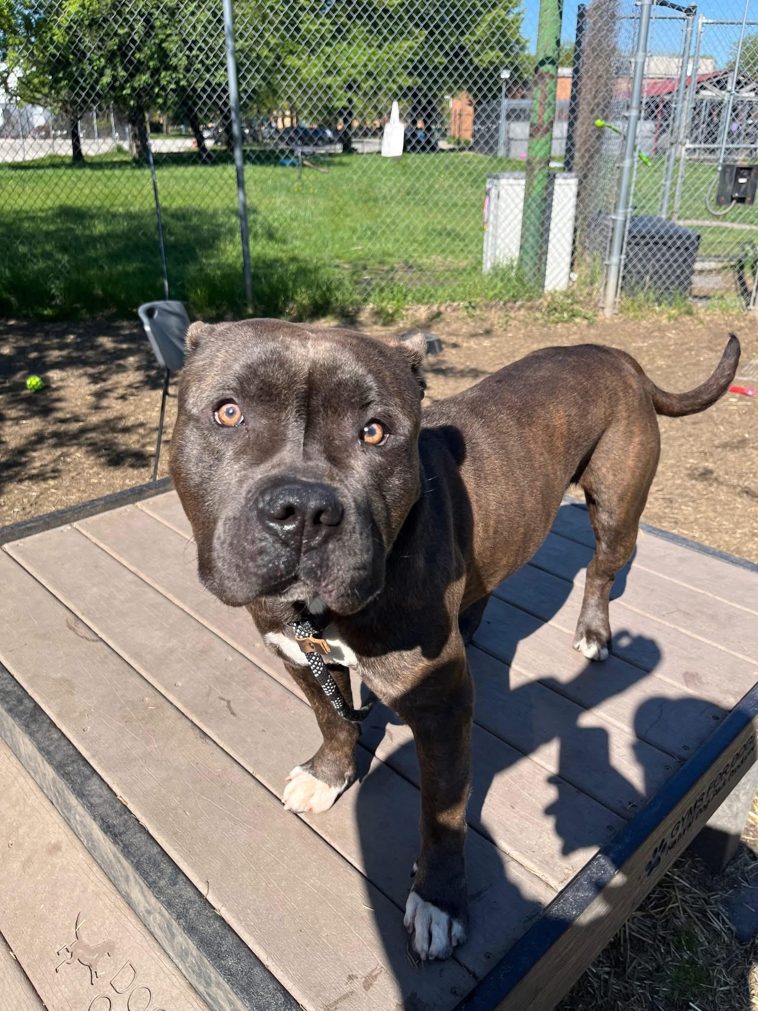 Enlarge Smooch, a ADOPTABLE Pit Bull Terrier in Chicago, IL image 3/5