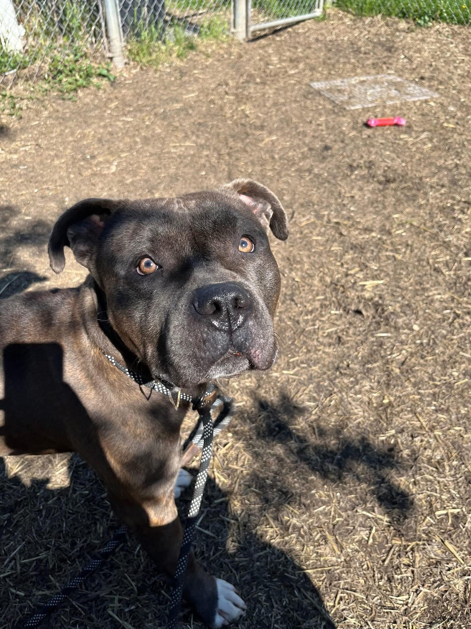 Enlarge Smooch, a ADOPTABLE Pit Bull Terrier in Chicago, IL image 2/5