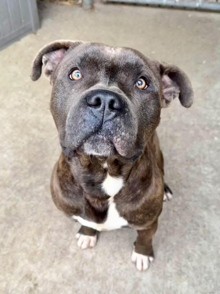 Smooch, ADOPTABLE, Adult Male Pit Bull Terrier.