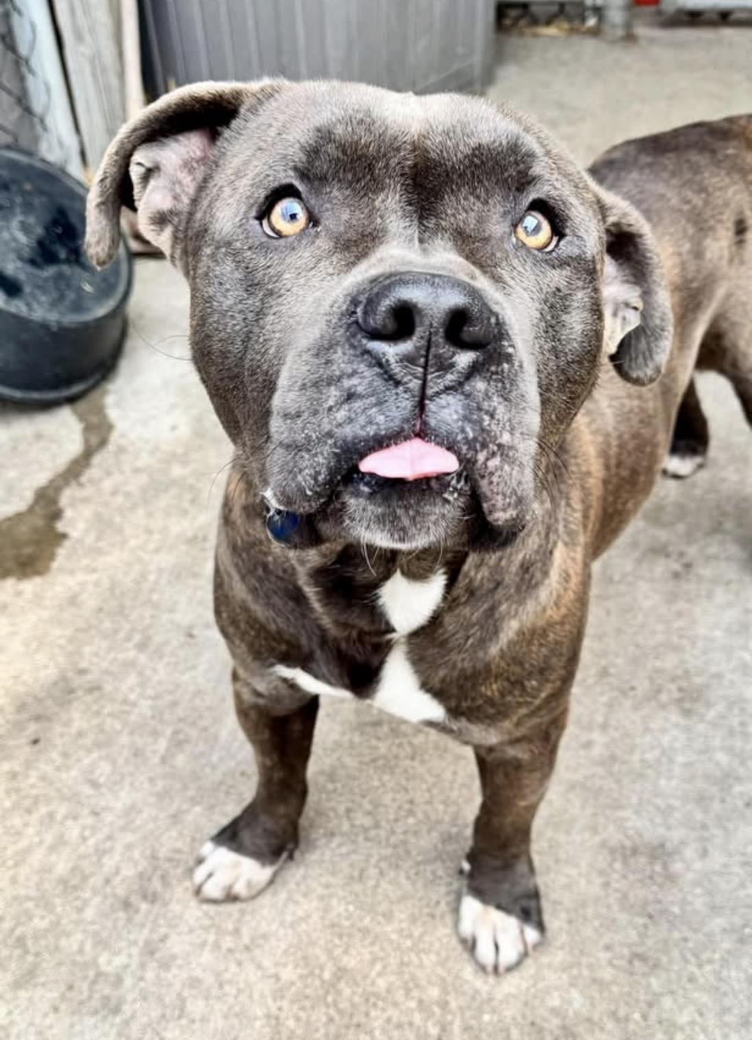 Enlarge Smooch, a ADOPTABLE Pit Bull Terrier in Chicago, IL image 4/5