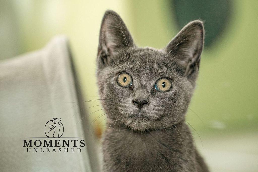 Secret, Adoptable, Kitten Female Domestic Short Hair.