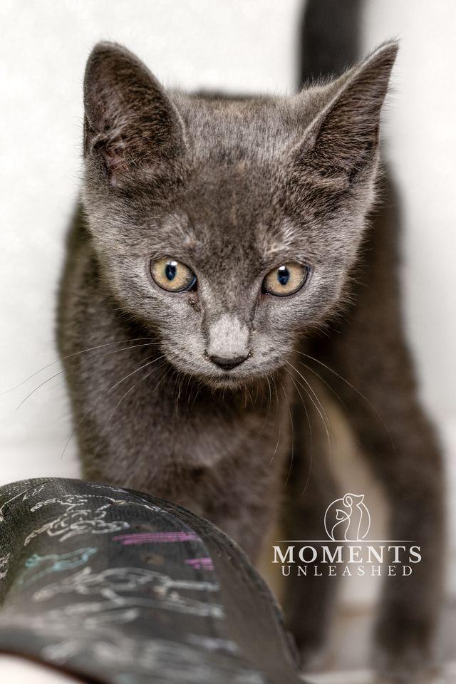 Enlarge Secret, a Adoptable Domestic Short Hair in Myakka City, FL image 5/5
