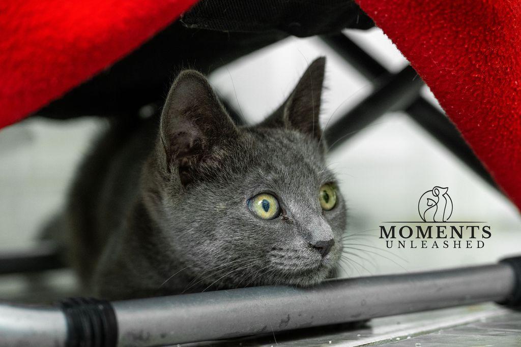 Enlarge Secret, a Adoptable Domestic Short Hair in Myakka City, FL image 3/5