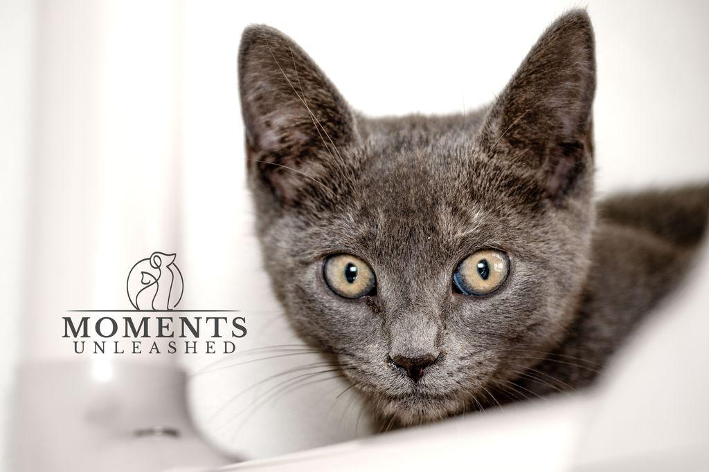 Enlarge Secret, a Adoptable Domestic Short Hair in Myakka City, FL image 4/5