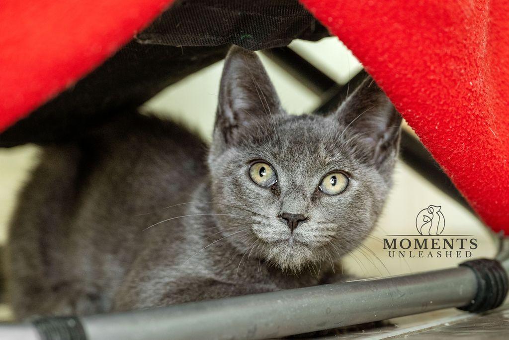 Enlarge Secret, a Adoptable Domestic Short Hair in Myakka City, FL image 2/5