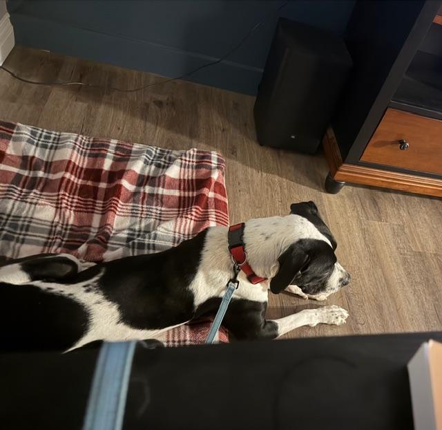 Dot, a Adoptable American Staffordshire Terrier in Spokane Valley, WA image 2/3