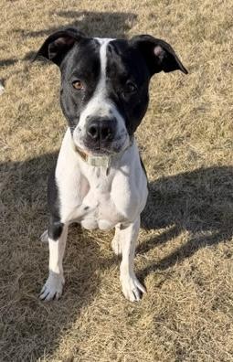 Dot, a Adoptable American Staffordshire Terrier in Spokane Valley, WA image 1/3