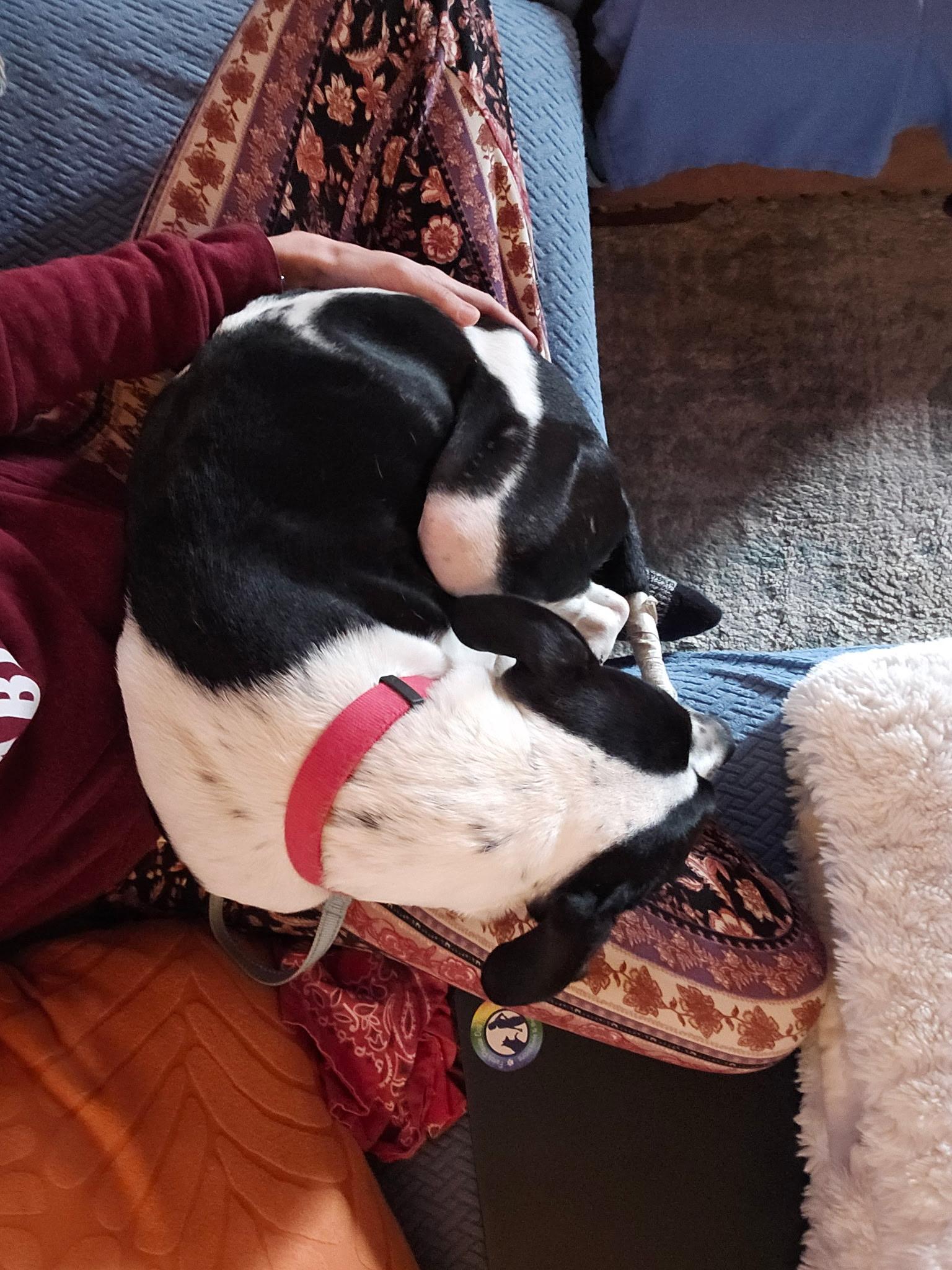 Dot, a Adoptable American Staffordshire Terrier in Spokane Valley, WA image 4/5