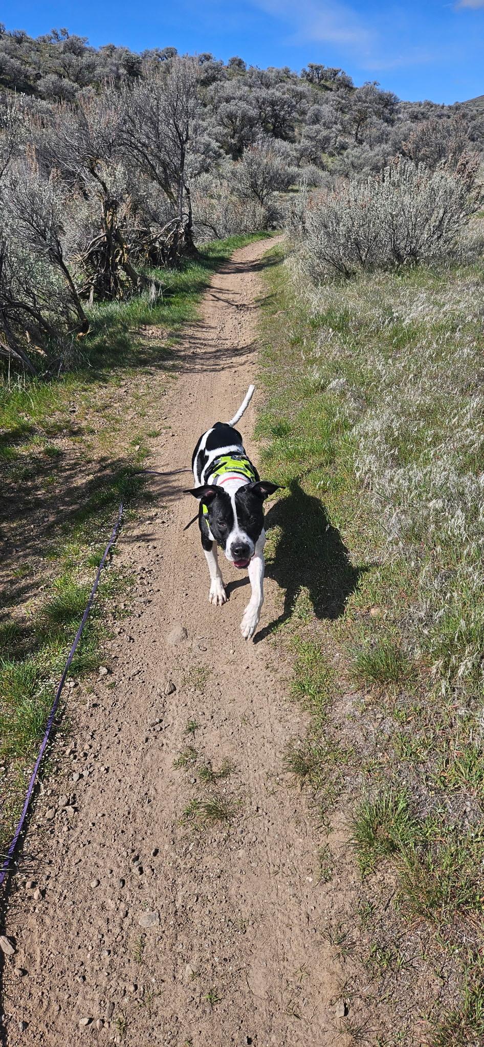 Dot, a Adoptable American Staffordshire Terrier in Spokane Valley, WA image 5/5