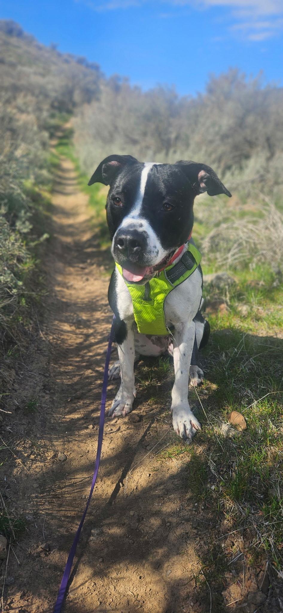 Dot, Adoptable, Young Female American Staffordshire Terrier.