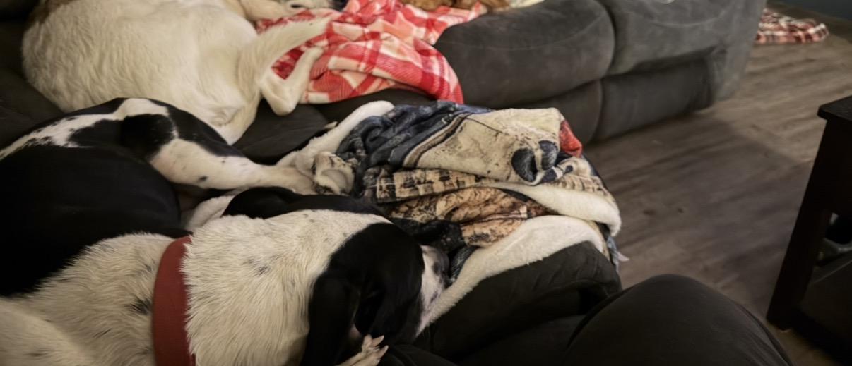 Dot, a Adoptable American Staffordshire Terrier in Spokane Valley, WA image 3/3