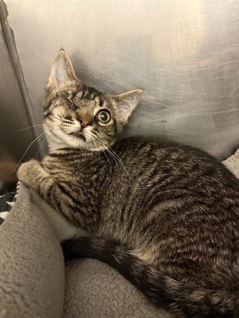 Enlarge LIMITED EDITION, a Adoptable Domestic Short Hair in West Valley City, UT image 1/1