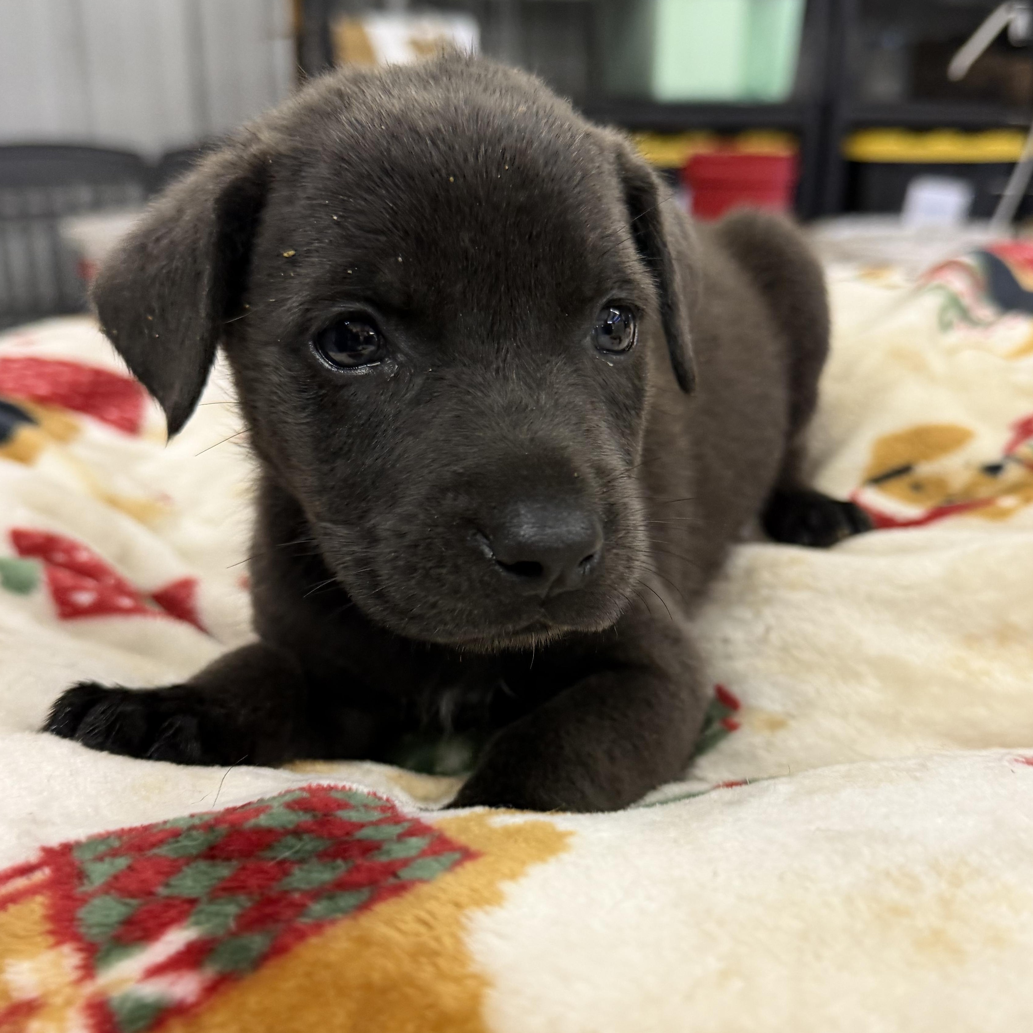 Wanda, a ADOPTABLE mixed breed in Muldrow, OK image 2/2