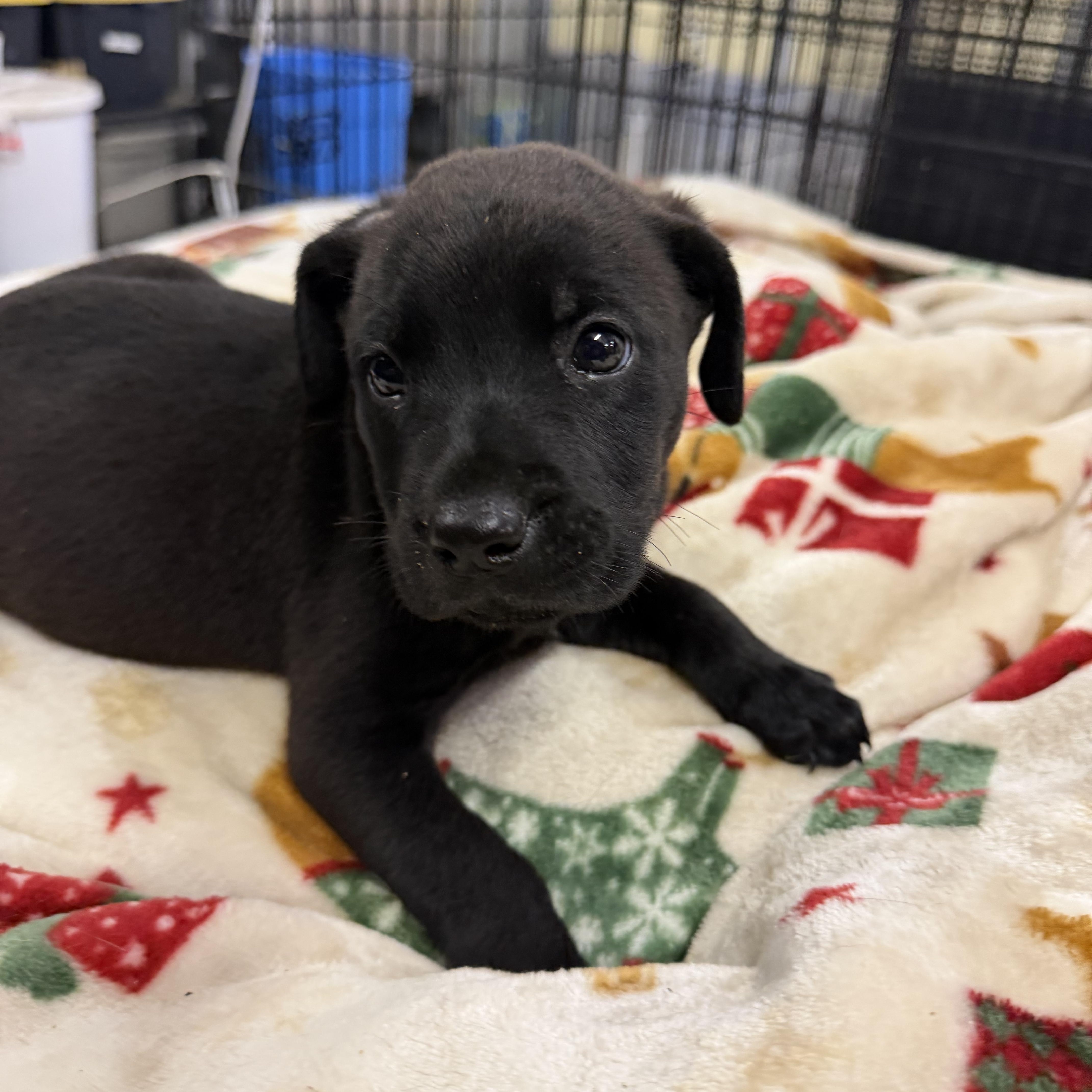 Wanda, ADOPTABLE, Puppy Female Black Labrador Retriever & Mixed Breed.