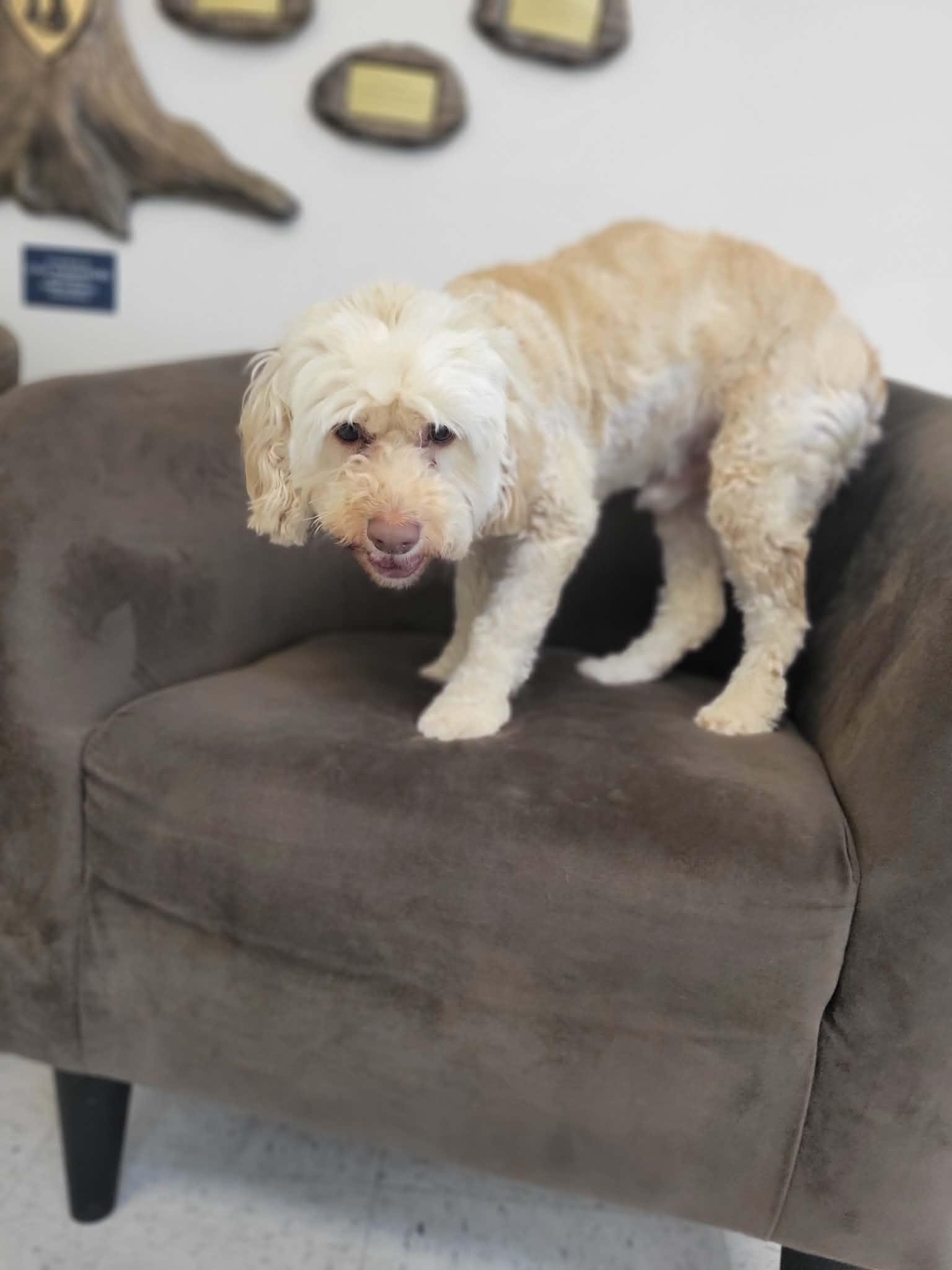 Buddy, adopted, Adult Male Cocker Spaniel & Miniature Poodle.
