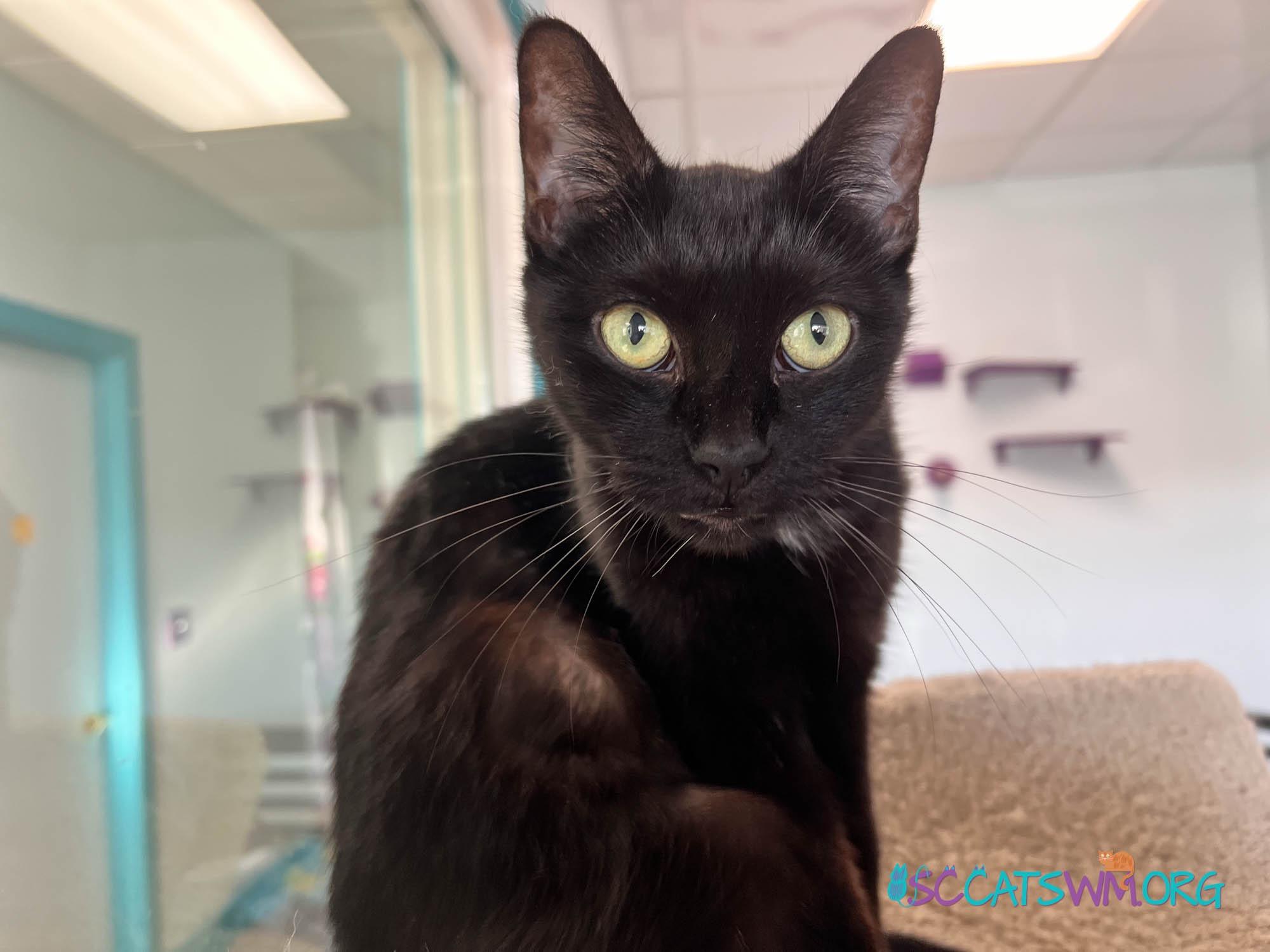 Enlarge Chette, a Adoptable Domestic Short Hair in Grand Rapids, MI image 5/6