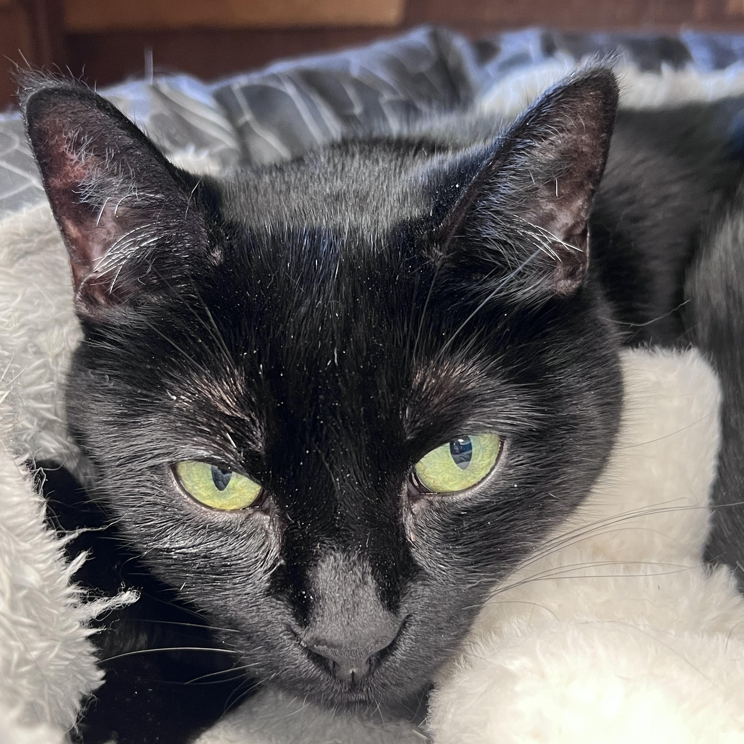 Enlarge Chette, a Adoptable Domestic Short Hair in Grand Rapids, MI image 2/6
