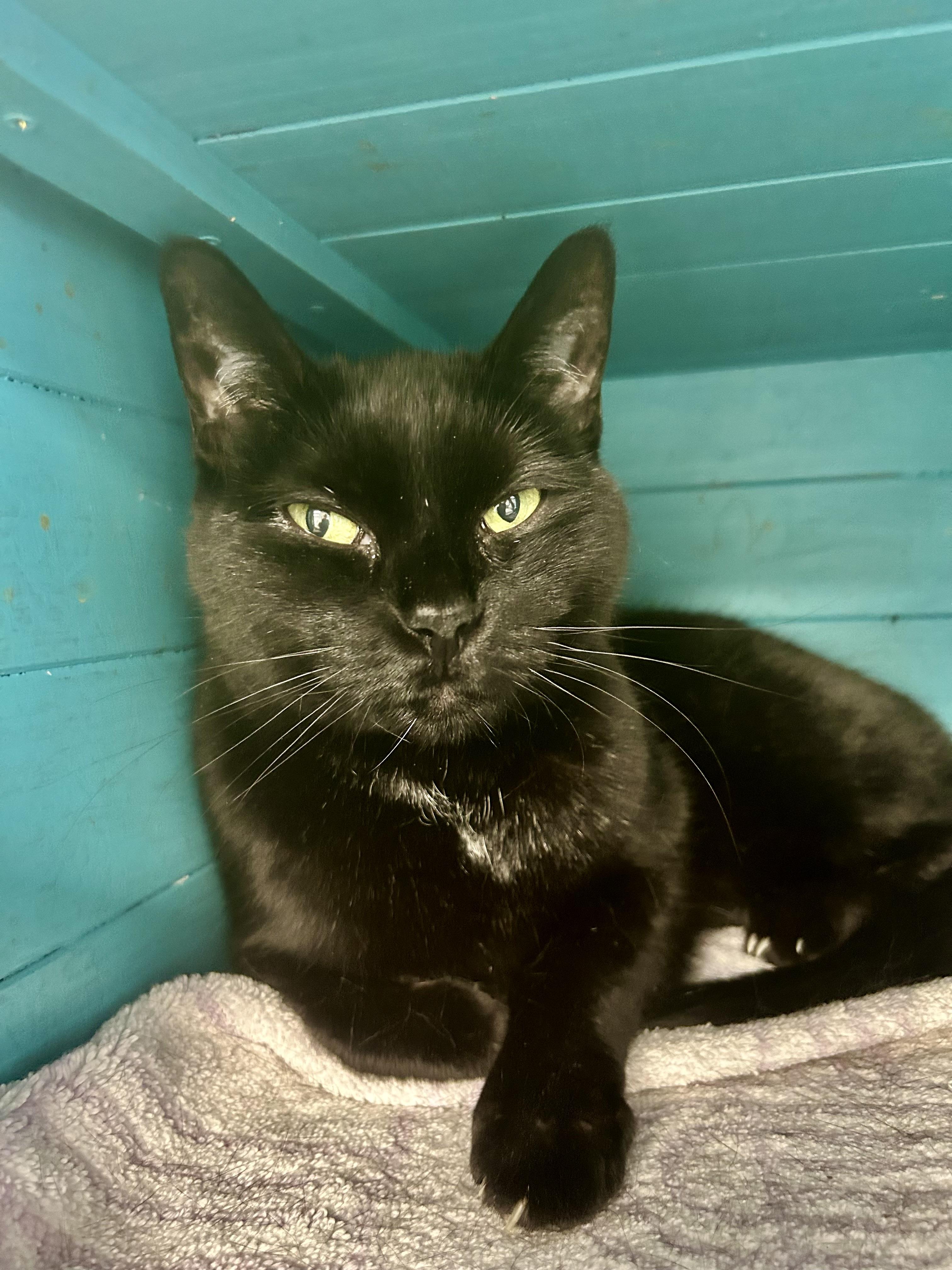 Enlarge Chette, a Adoptable Domestic Short Hair in Grand Rapids, MI image 3/6