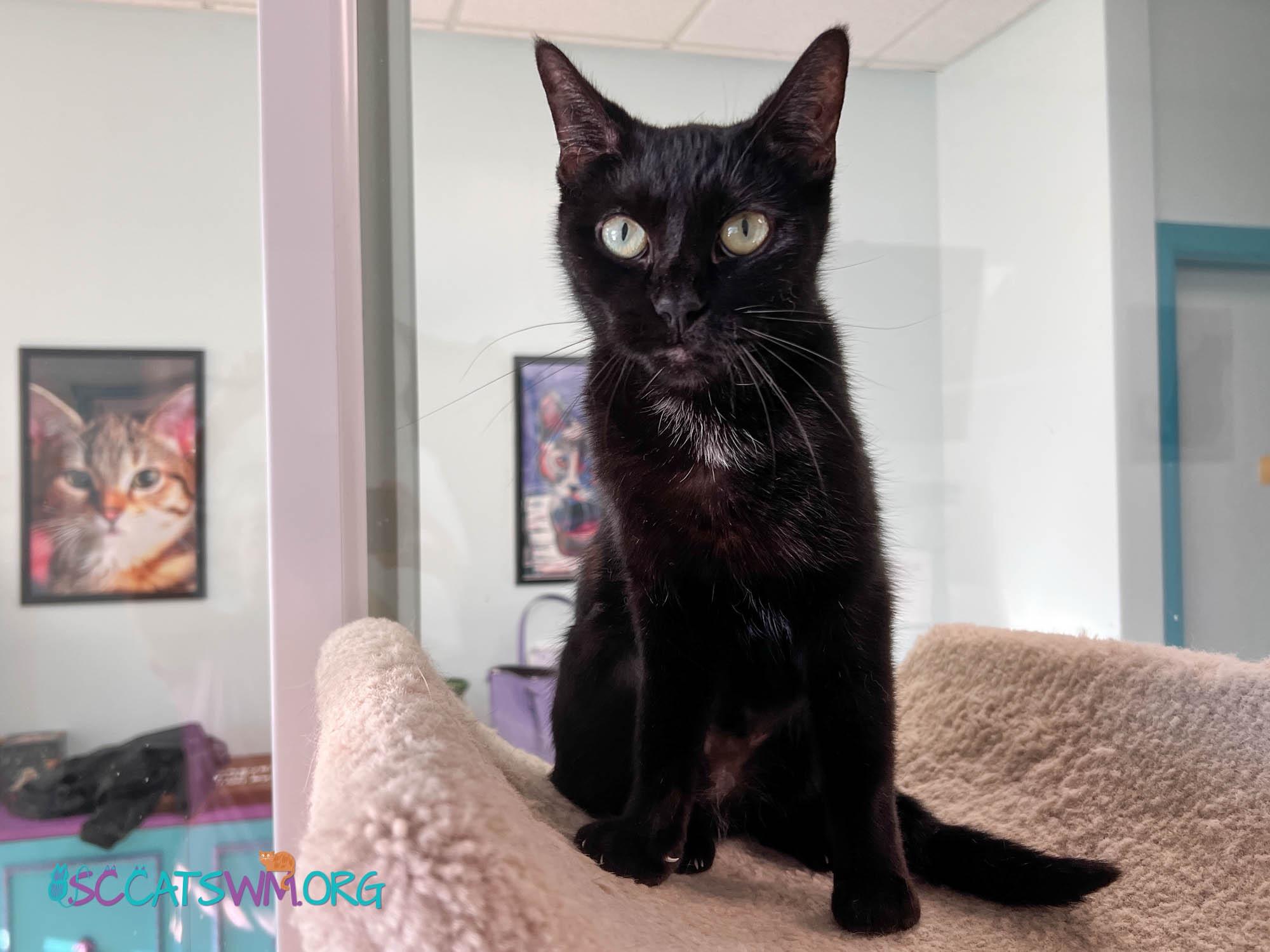 Enlarge Chette, a Adoptable Domestic Short Hair in Grand Rapids, MI image 6/6