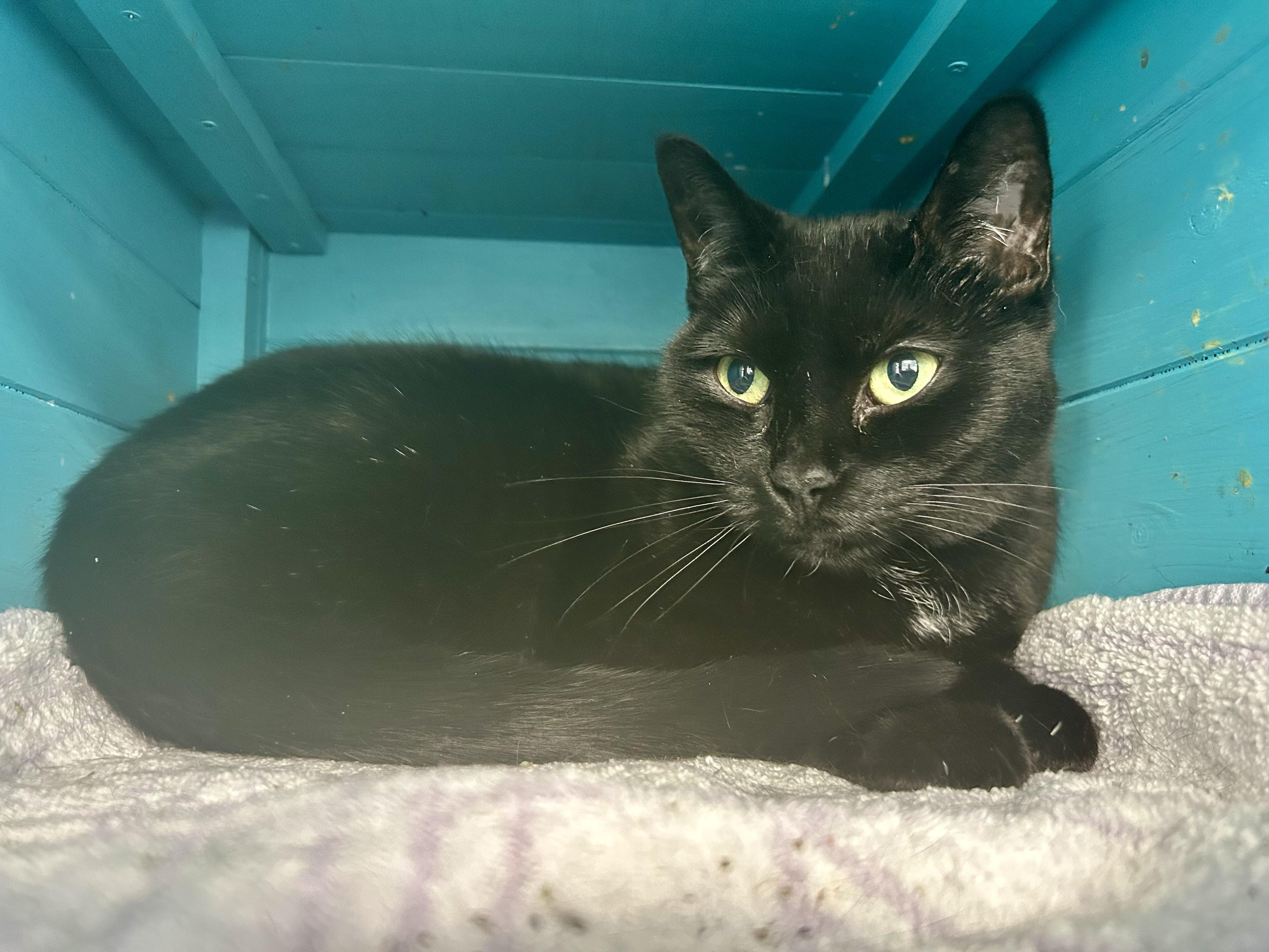 Enlarge Chette, a Adoptable Domestic Short Hair in Grand Rapids, MI image 4/6