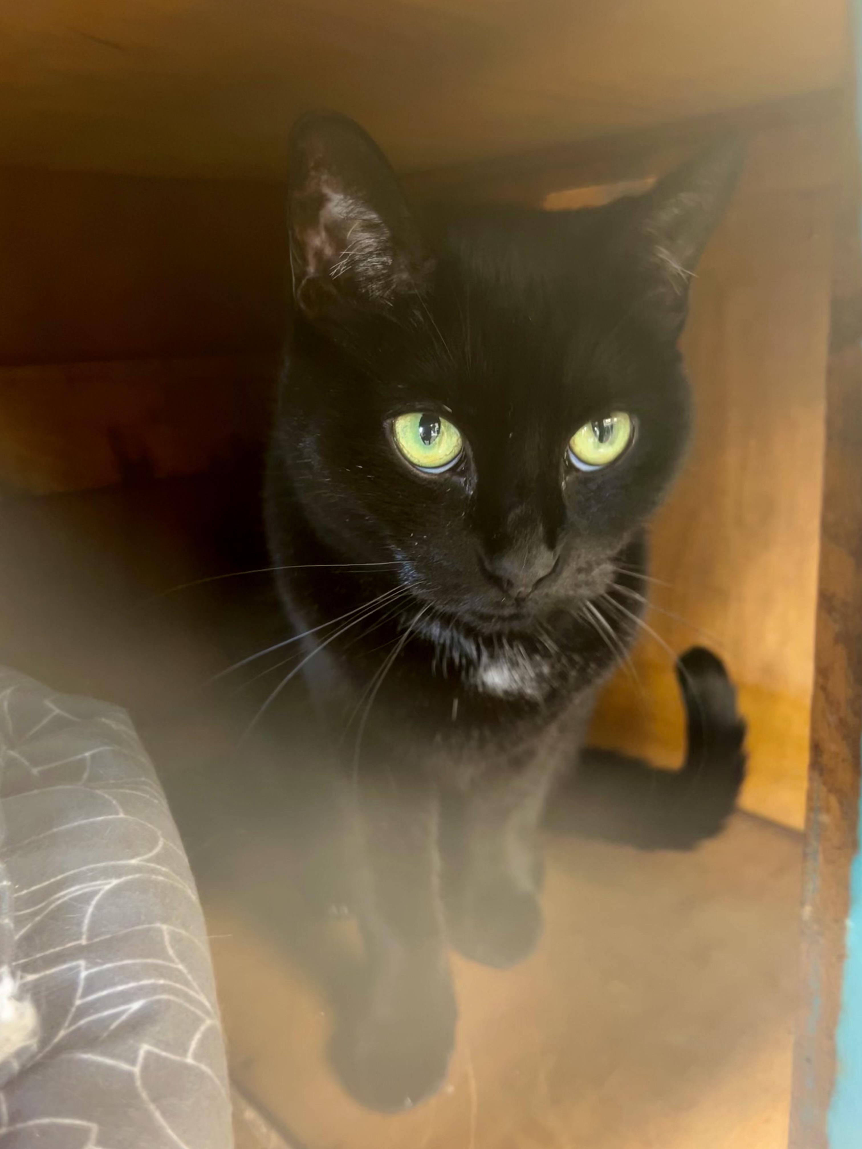 Enlarge Chette, a Adoptable Domestic Short Hair in Grand Rapids, MI image 1/6